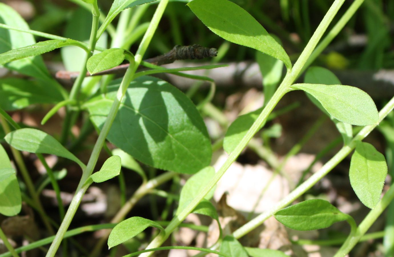 Image of Omphalodes scorpioides specimen.