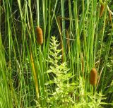 Typha laxmannii