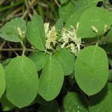 Lonicera xylosteum