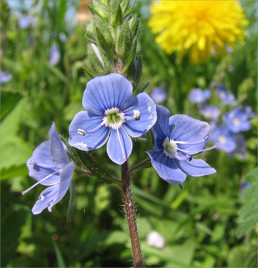 Image of Veronica chamaedrys specimen.