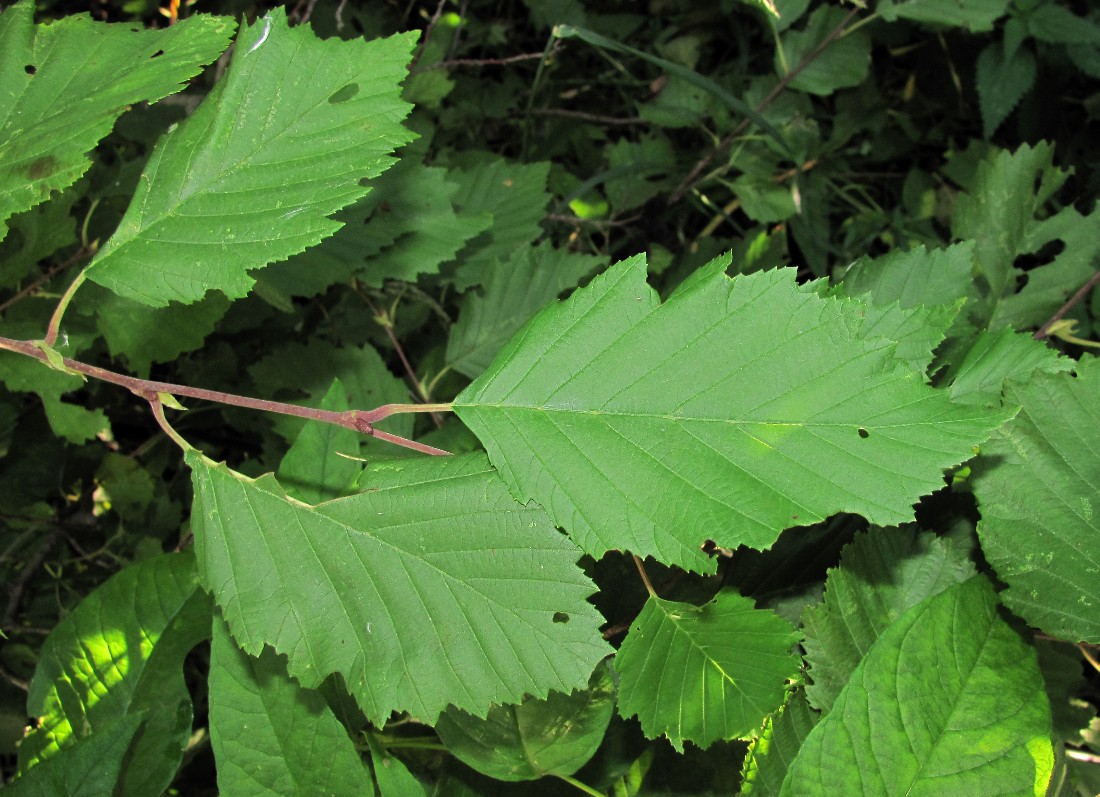 Изображение особи Alnus incana.