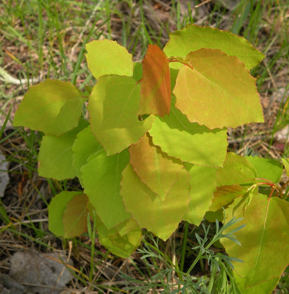 Изображение особи Populus tremula.