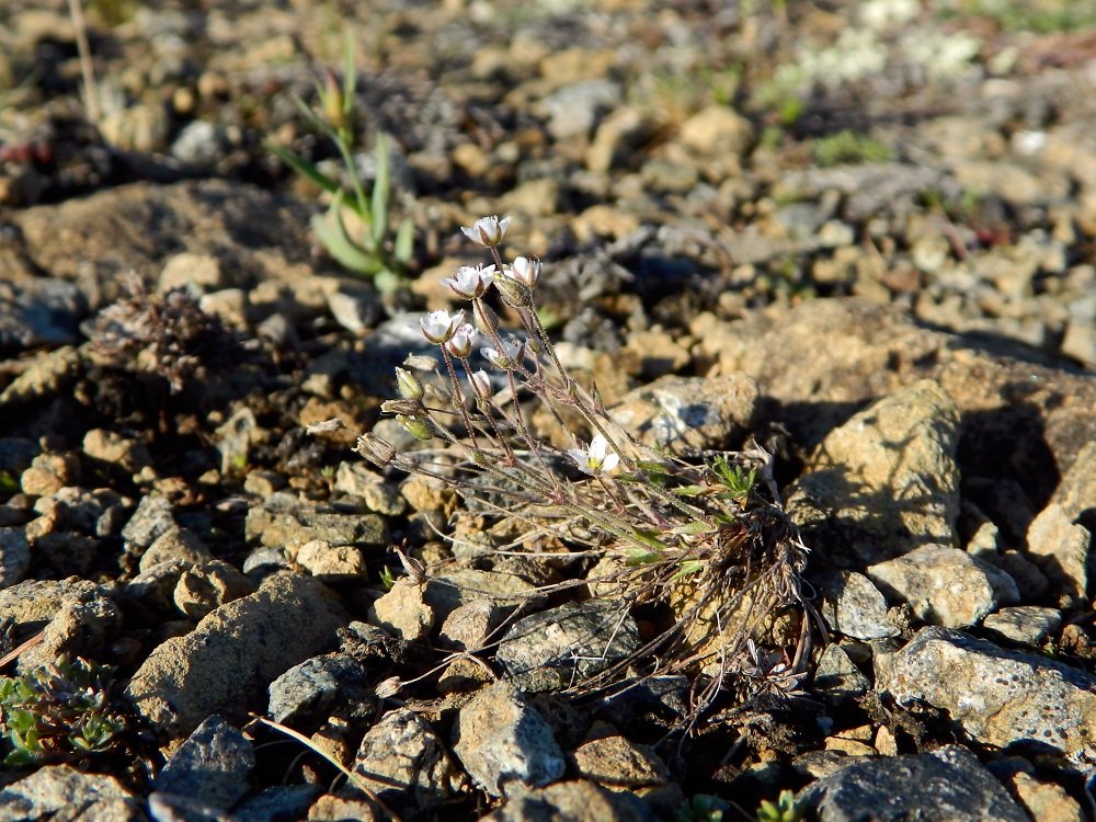 Image of Minuartia uralensis specimen.