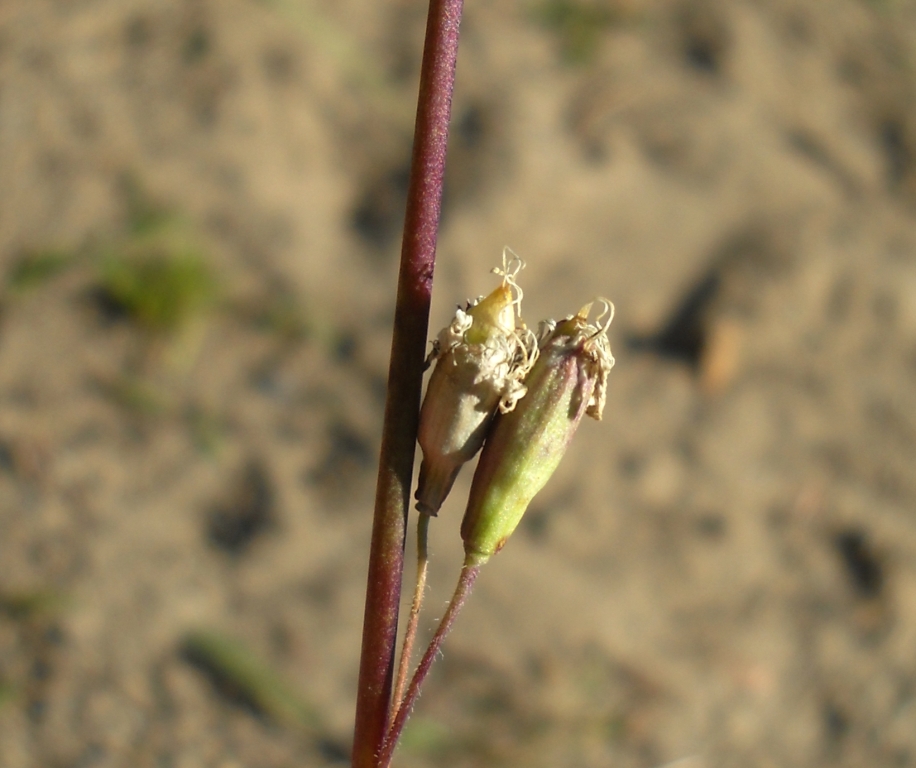 Image of Silene tatarica specimen.