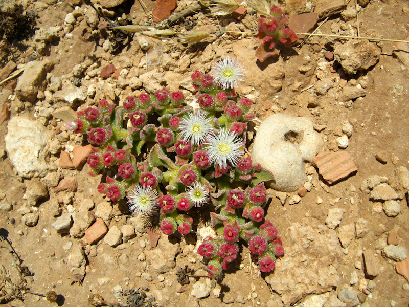 Image of Mesembryanthemum crystallinum specimen.