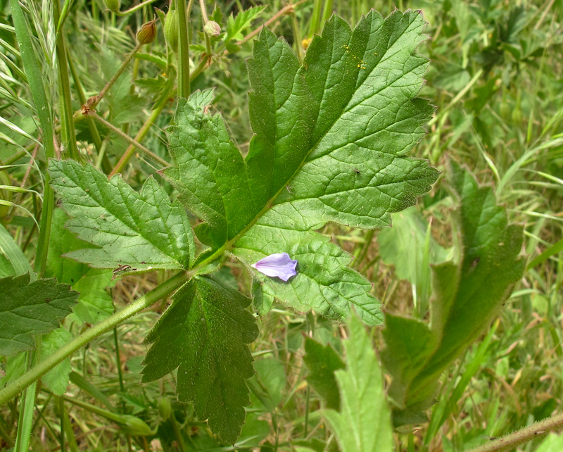 Image of Erodium gruinum specimen.
