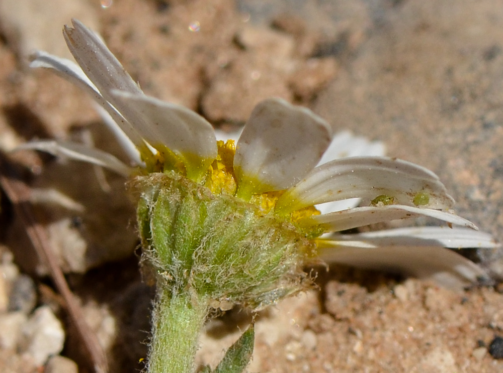 Image of Cladanthus mixtus specimen.