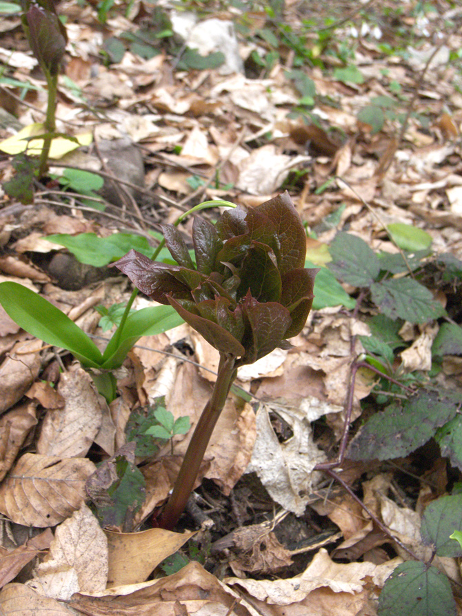 Изображение особи Paeonia wittmanniana.