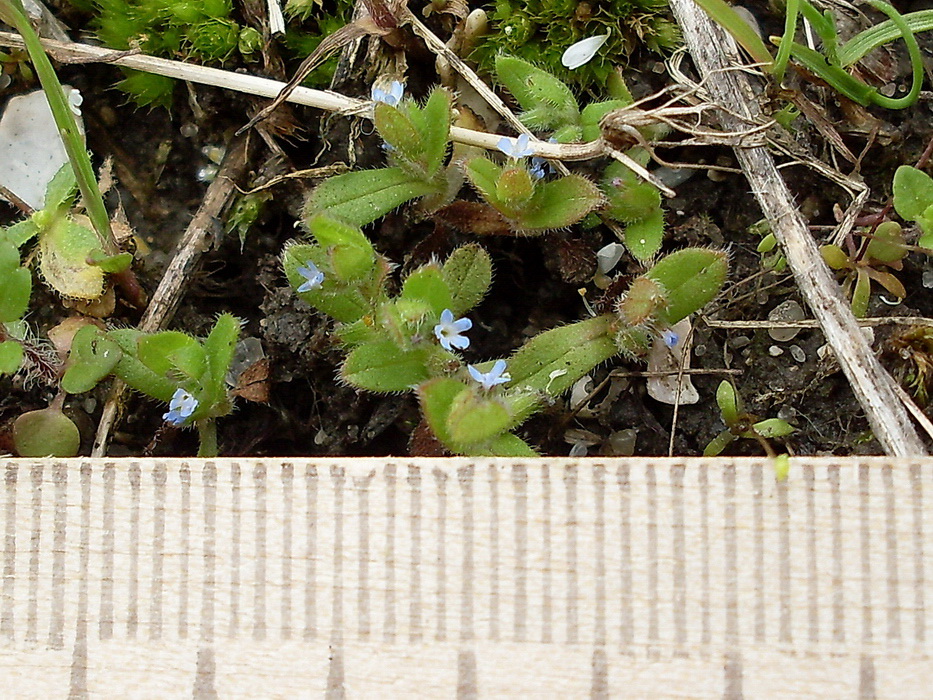 Изображение особи род Myosotis.
