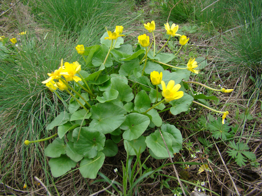Изображение особи Ficaria calthifolia.