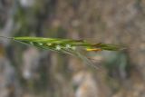 Bromopsis cappadocica