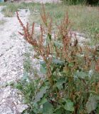 Rumex sylvestris. Плодоносящее растение. Черноморское побережье Кавказа, берег реки Джанхот вблизи пляжа. 09.06.2012.