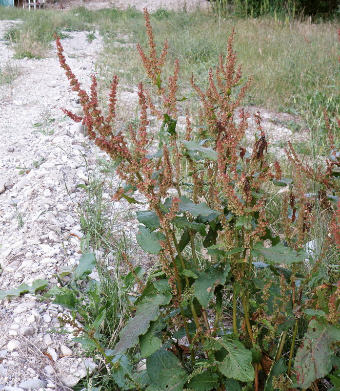 Изображение особи Rumex sylvestris.