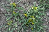 Astragalus pseudoutriger