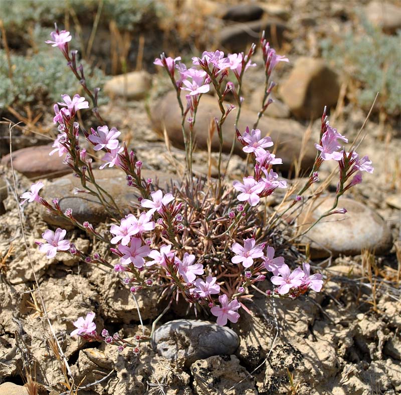 Изображение особи Acantholimon lepturoides.