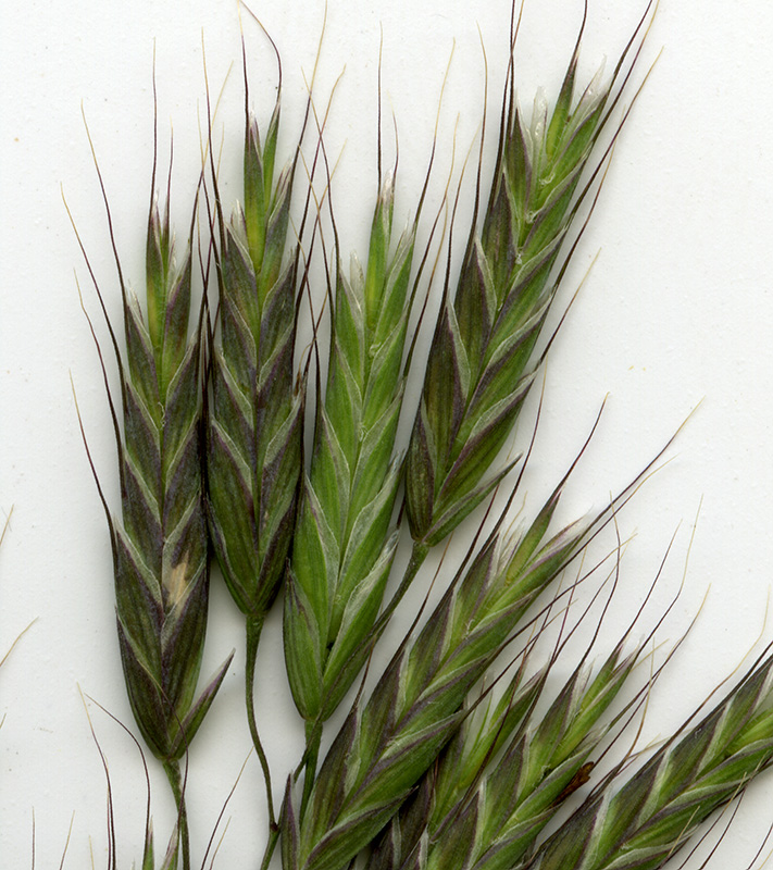 Изображение особи Bromus arvensis.