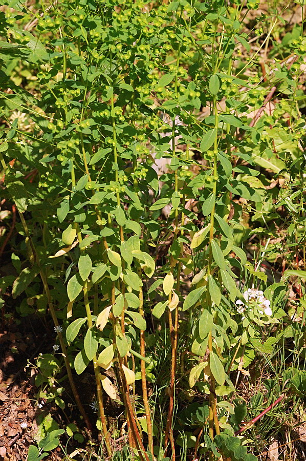 Image of Euphorbia platyphyllos specimen.