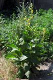 Verbascum phlomoides. Цветущее растение. Южный Берег Крыма, пос. Виноградный. 9 июля 2012 г.