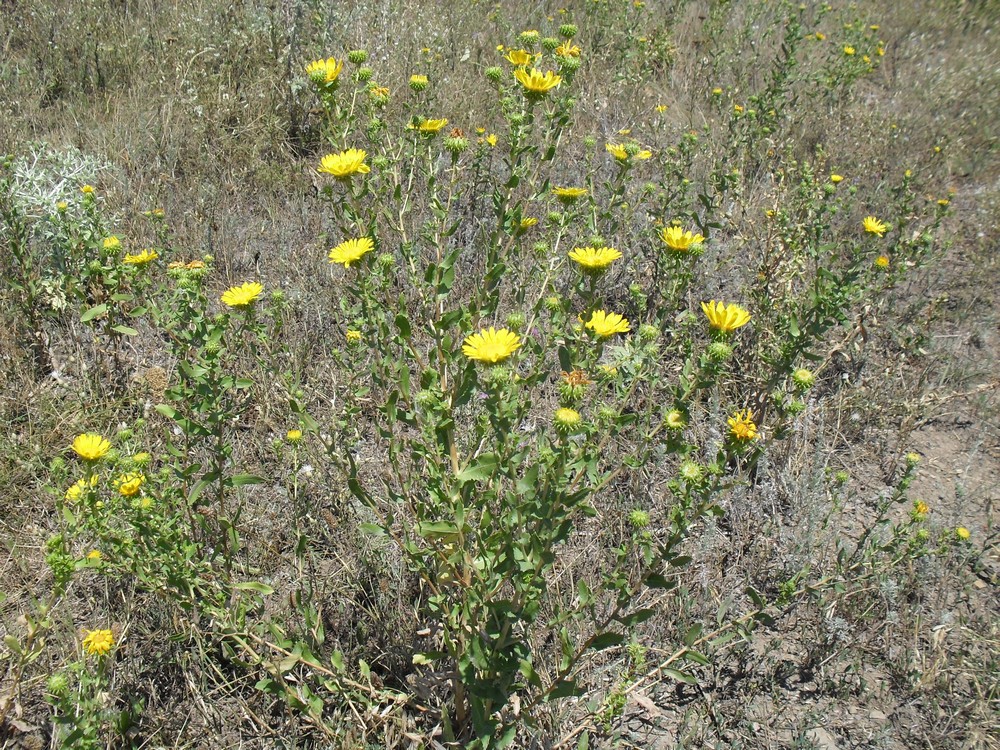 Image of Grindelia squarrosa specimen.