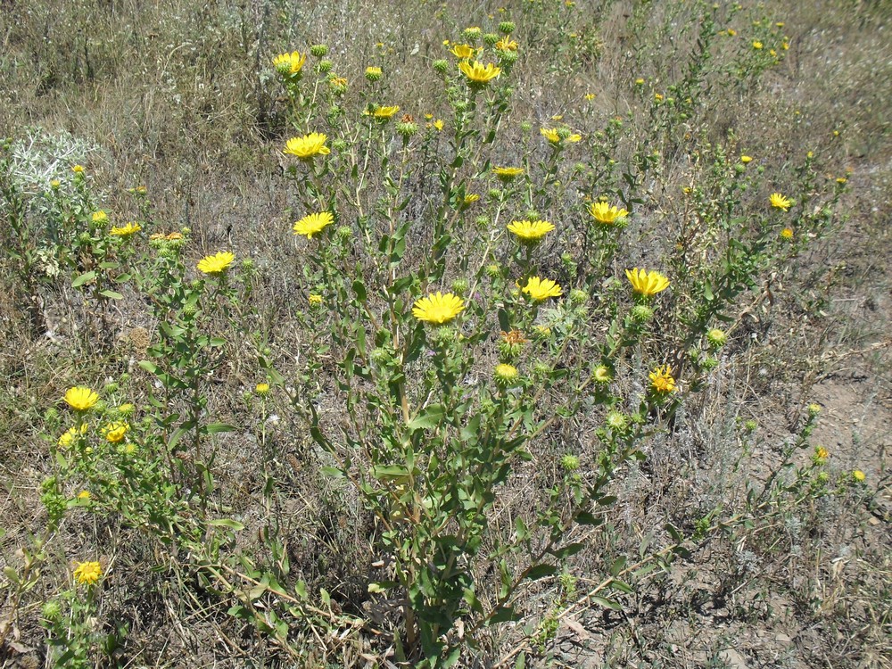 Image of Grindelia squarrosa specimen.