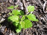 Betula pubescens