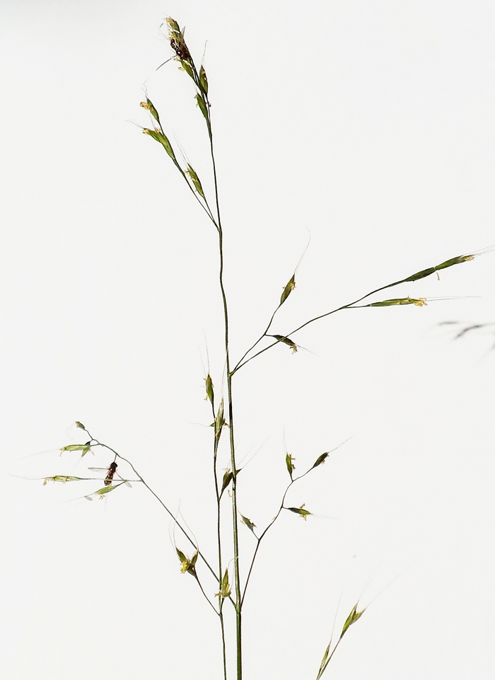 Image of Festuca gigantea specimen.