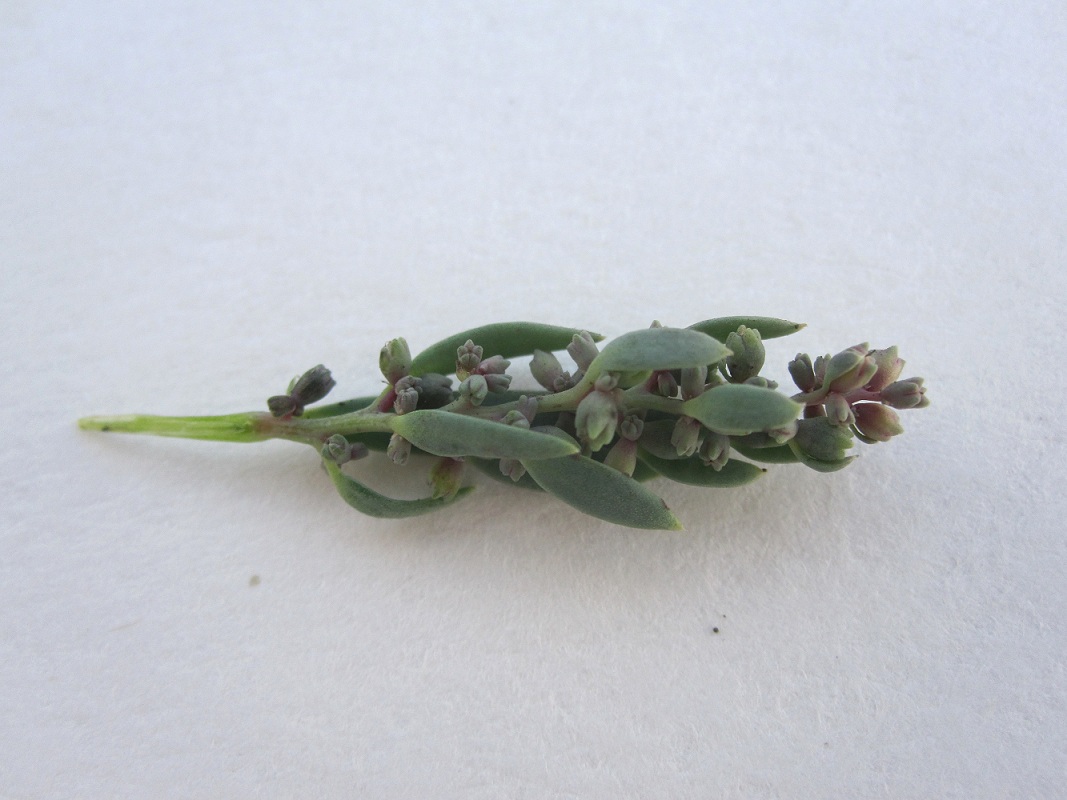 Изображение особи Suaeda linifolia.