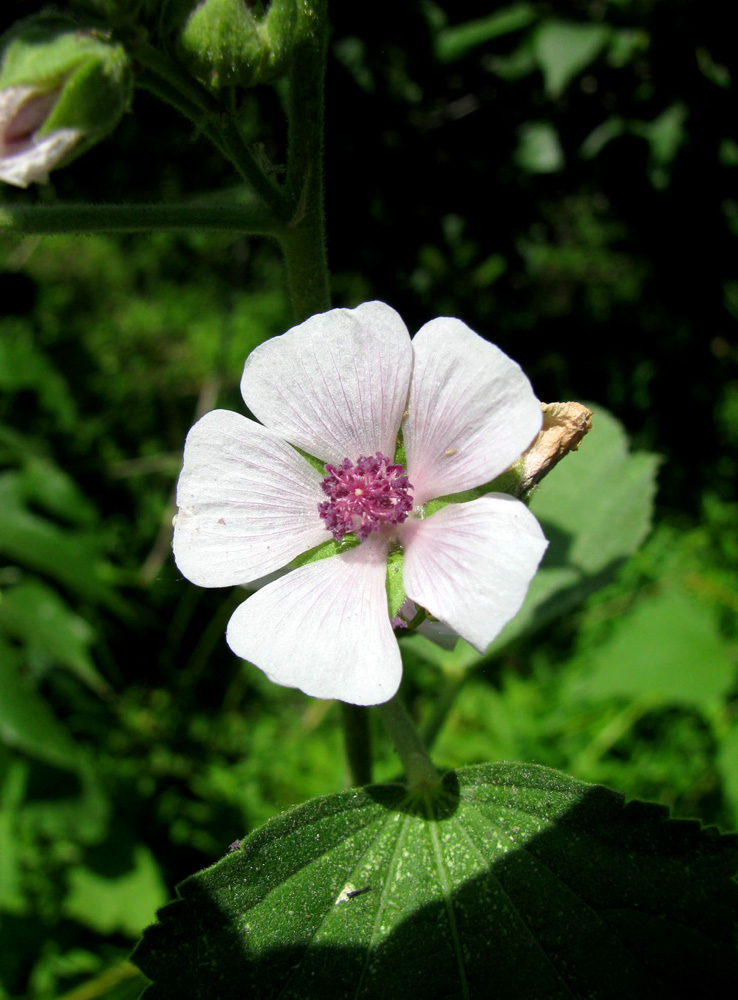 Image of Althaea officinalis specimen.