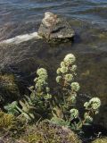 Hylotelephium stepposum. Цветущие растения. Западный Крым, оз. Донузлав. 21 августа 2012 г.