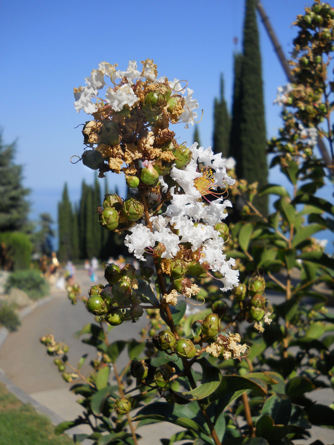 Image of Lagerstroemia indica specimen.