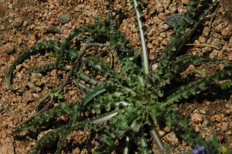 Image of Tragopogon marginifolius specimen.