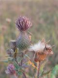 Cirsium arachnoideum