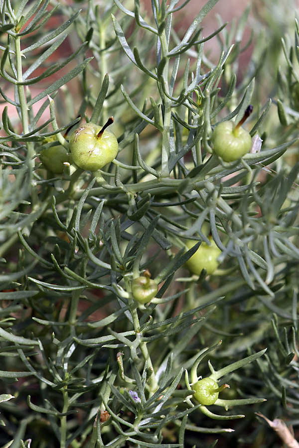 Image of Peganum harmala specimen.