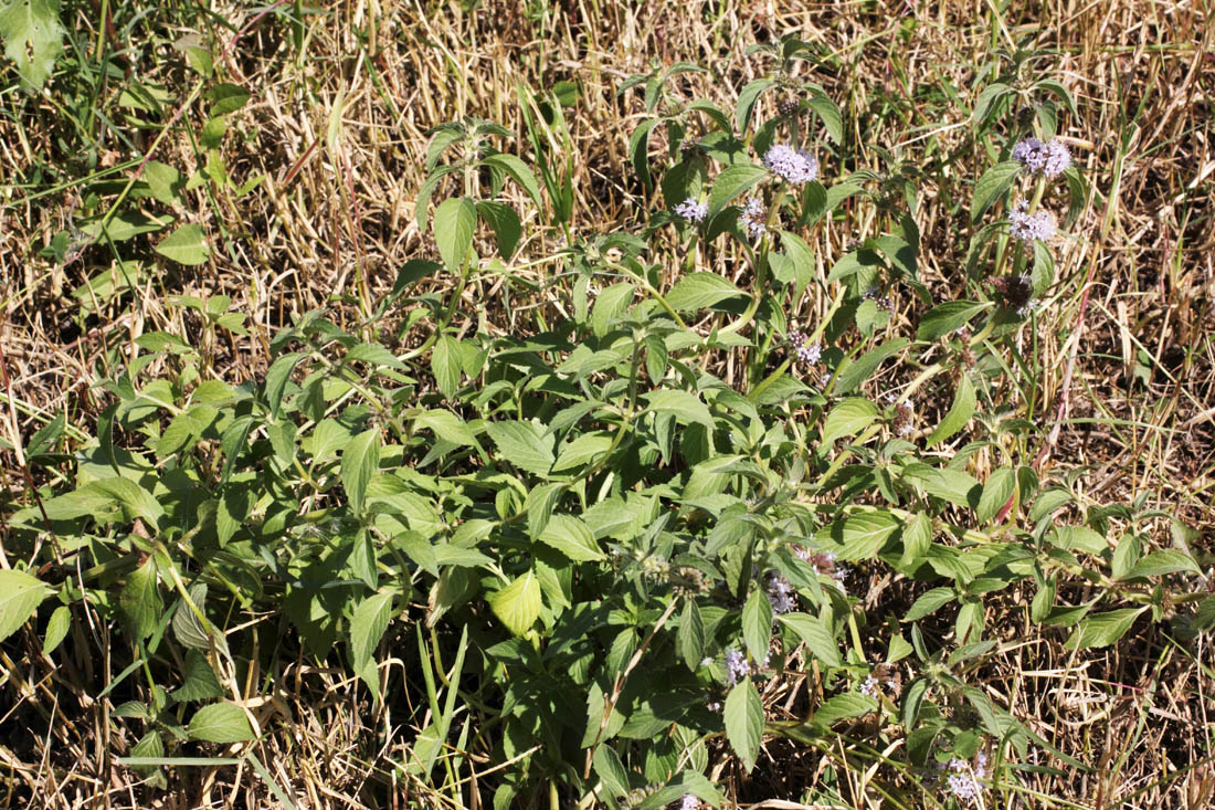 Изображение особи Mentha arvensis.