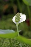 Calla palustris