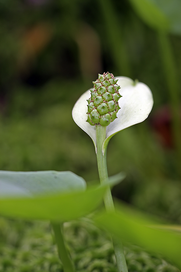 Изображение особи Calla palustris.