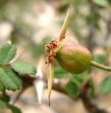 Rosa maracandica. Созревающий плод. Туркменистан, хр. Кугитанг. Июнь 2012 г.