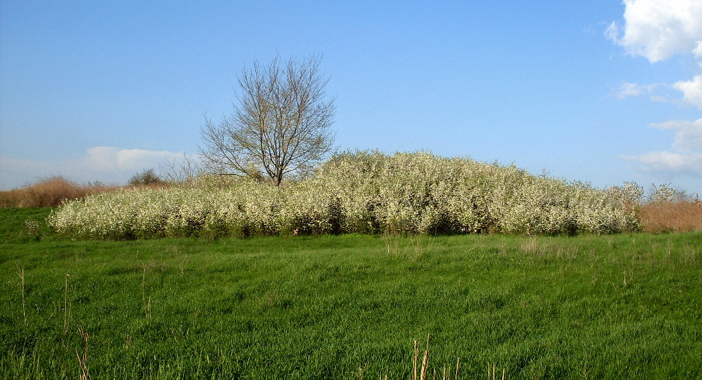 Изображение особи Prunus stepposa.