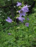 Campanula trachelium