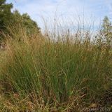 Juncus inflexus