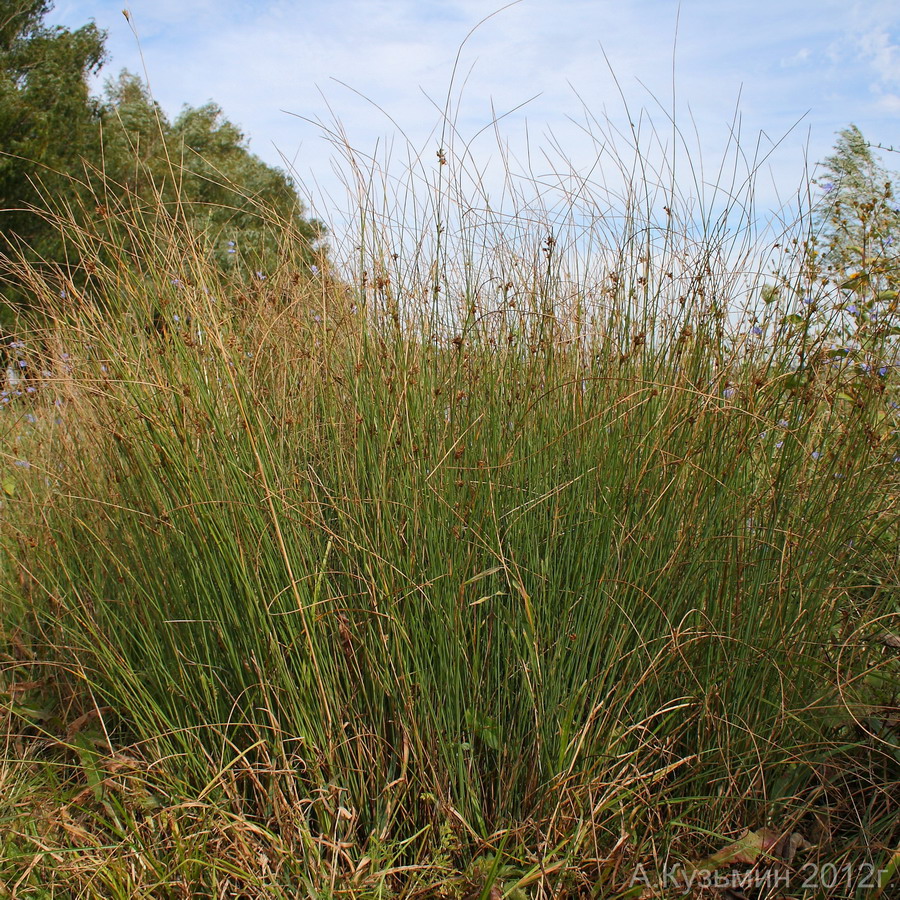 Изображение особи Juncus inflexus.