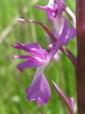 Anacamptis laxiflora ssp. elegans