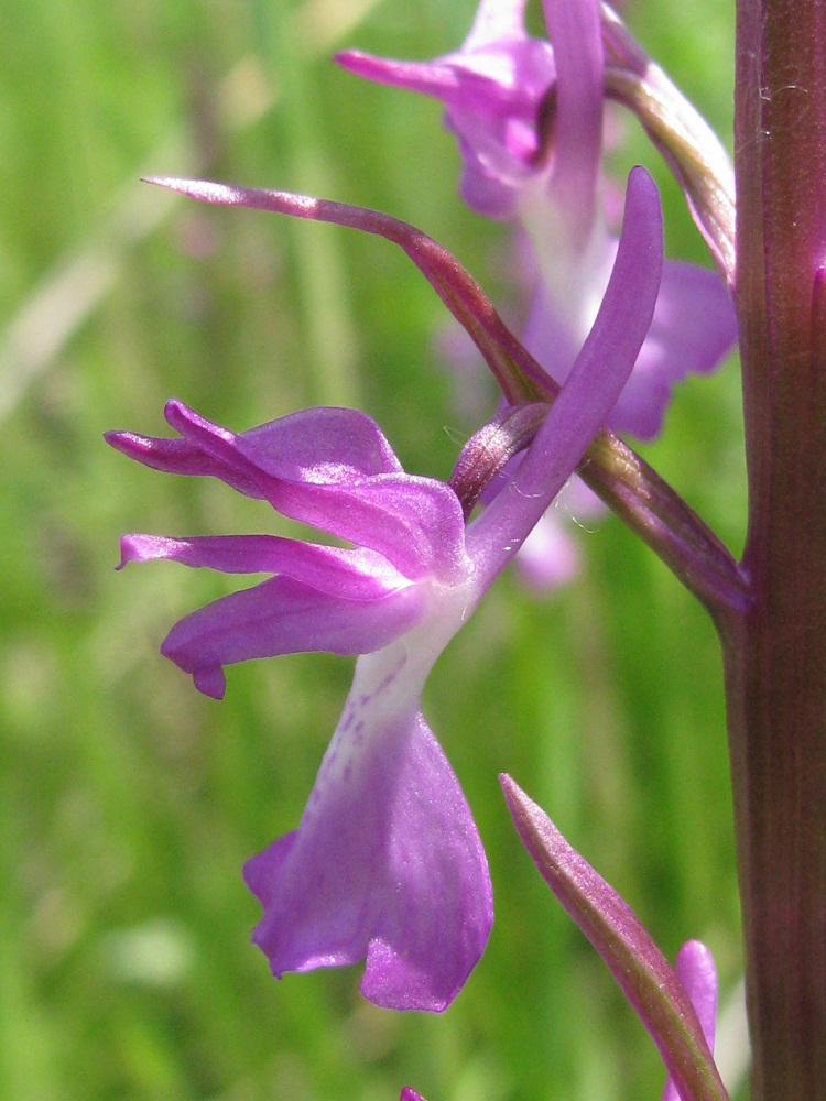 Изображение особи Anacamptis laxiflora ssp. elegans.