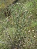 Cirsium ukranicum