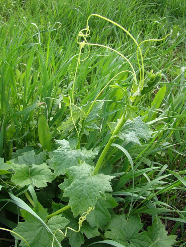 Image of Bryonia alba specimen.
