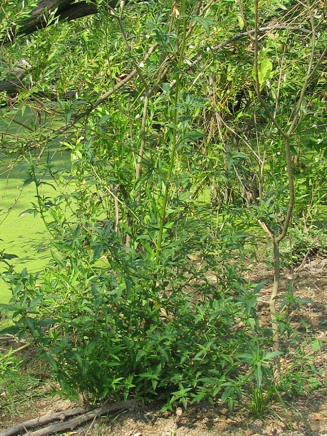 Image of Bidens tripartita specimen.