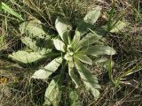 Verbascum thapsus