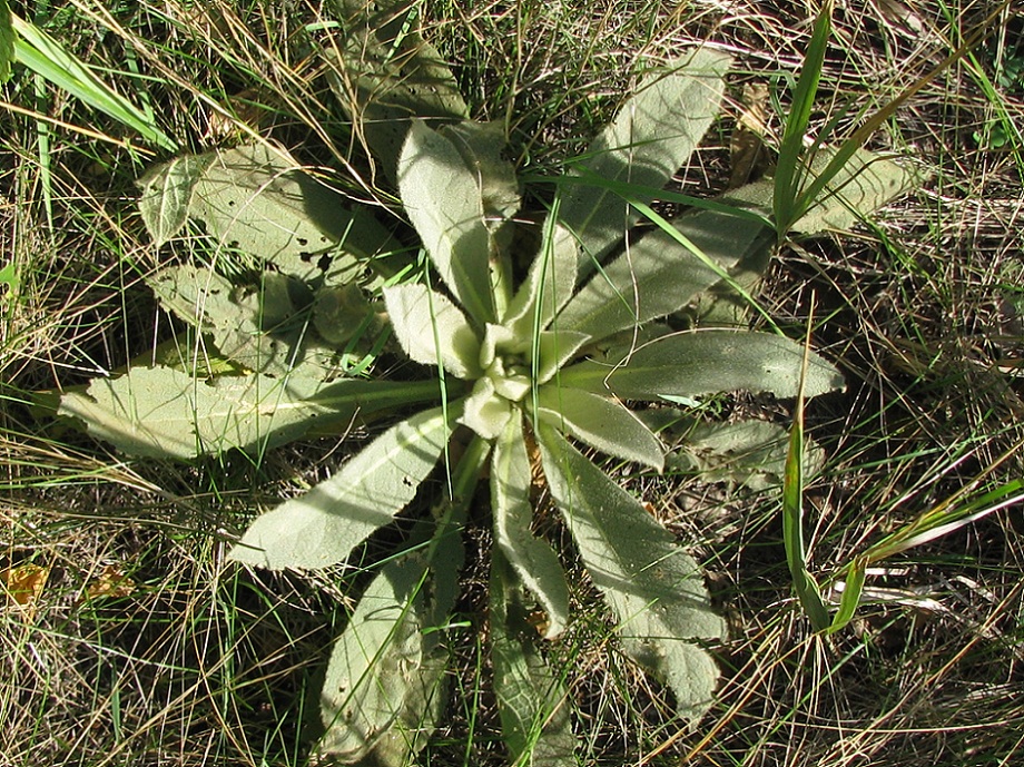 Изображение особи Verbascum thapsus.