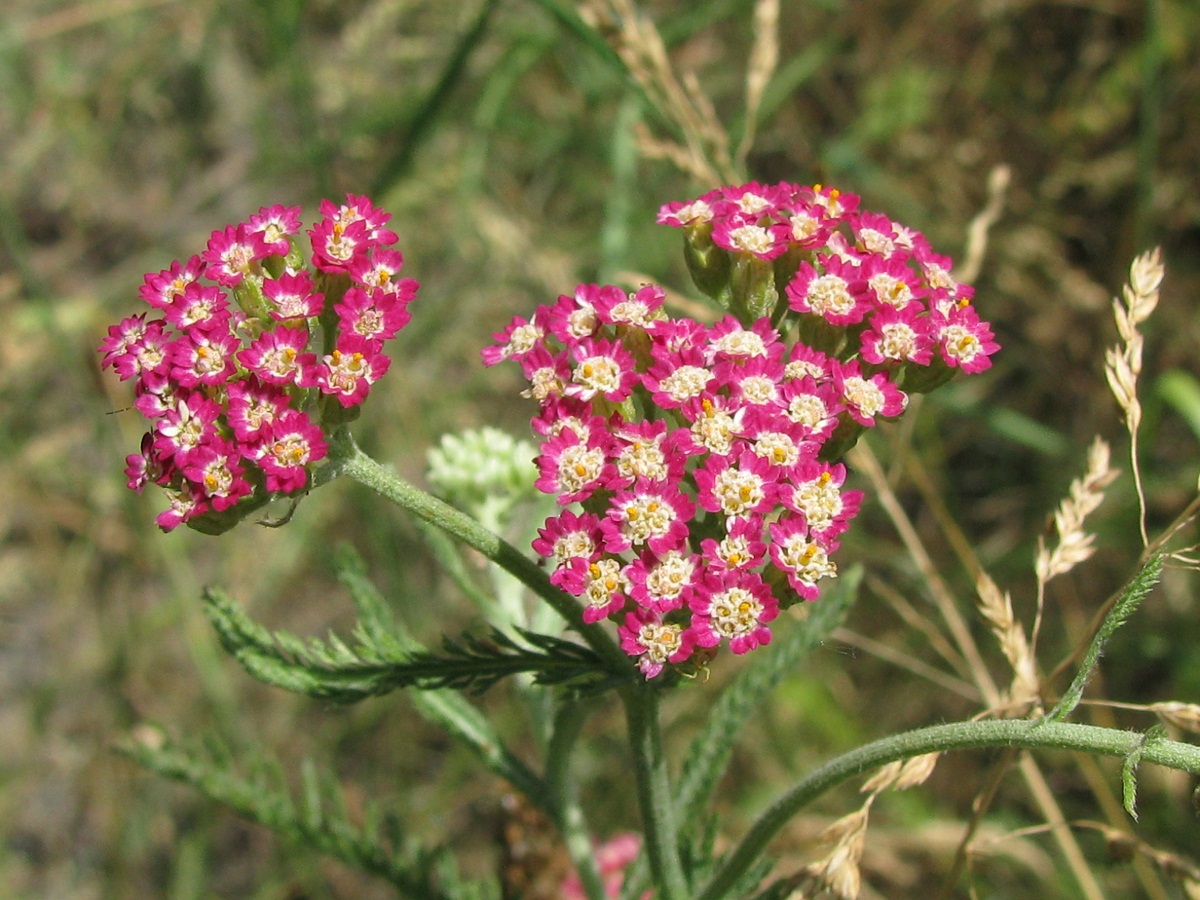 Изображение особи Achillea &times; illiczevskyi.