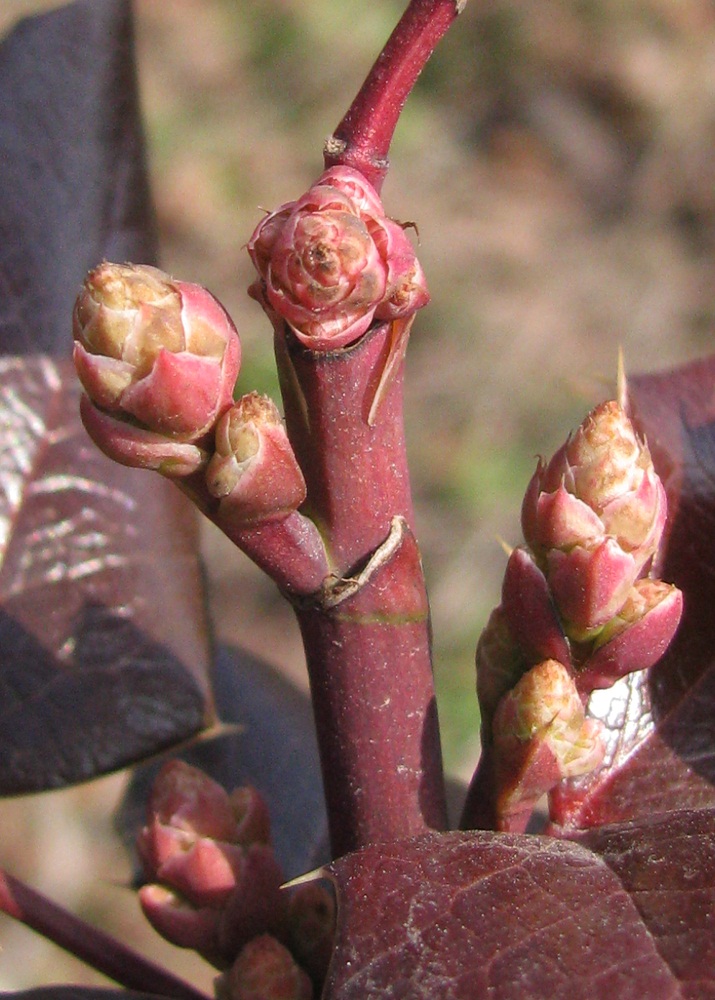 Image of Mahonia aquifolium specimen.